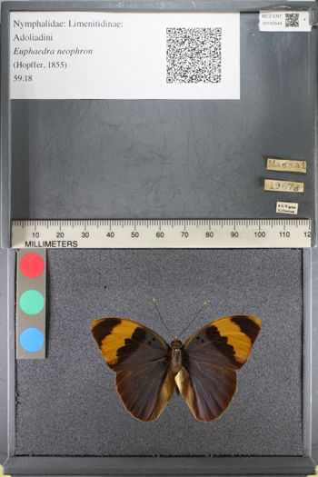 Media type: image;   Entomology 142644